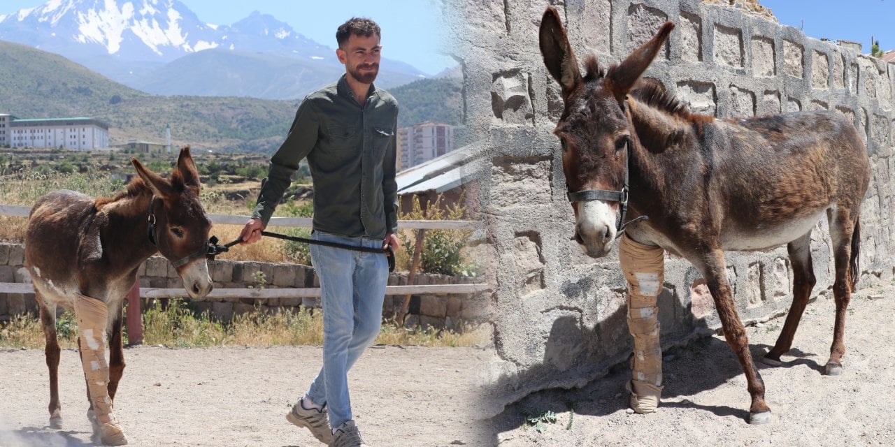 Kör ve topal olduğu için terk edildi! Eşek Firuze artık Atlı Spor Kulübü'nün maskotu