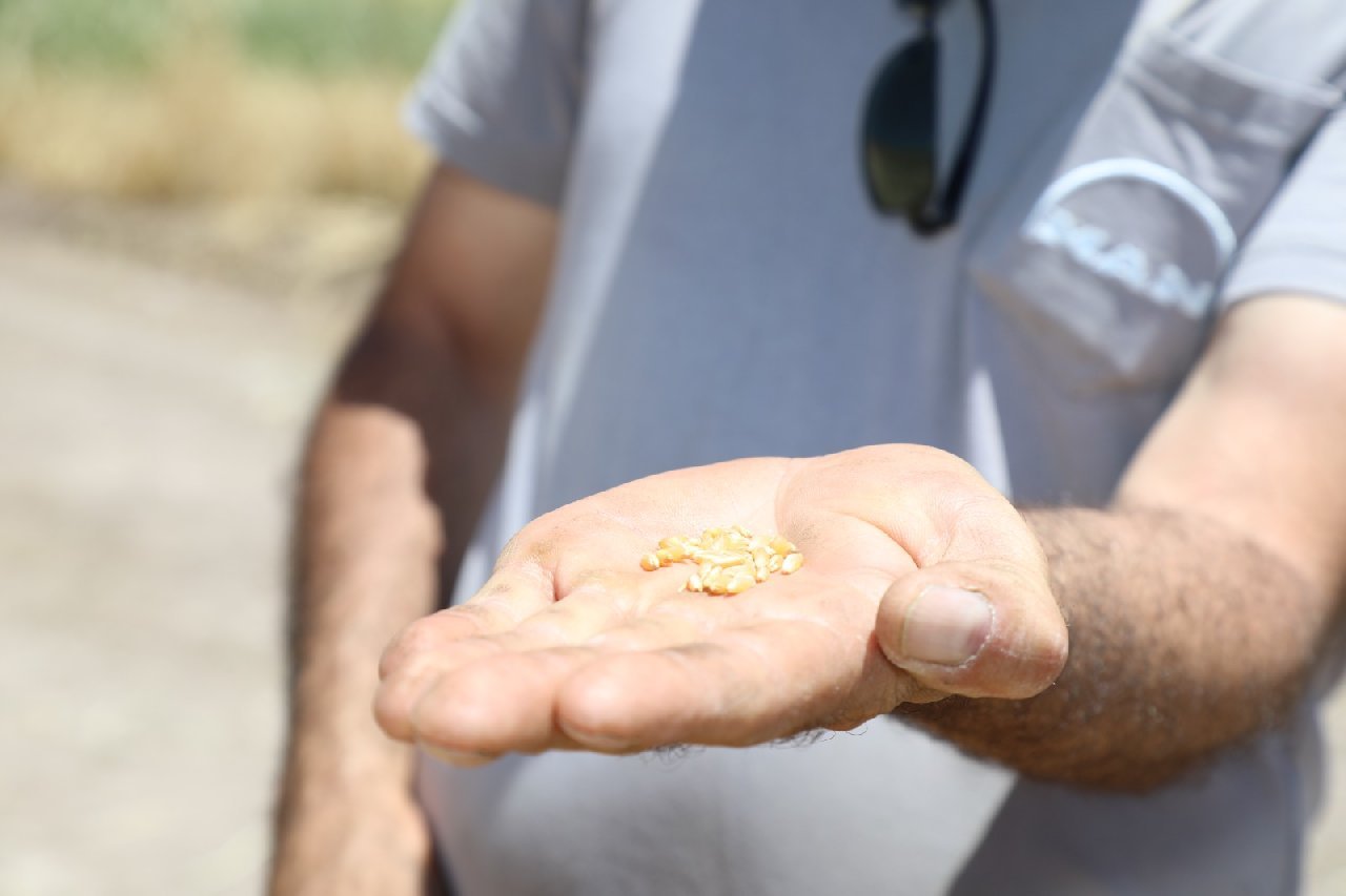 Altın Gibi Parlıyorlar: Bu Yıl Dönümünden 250-400 Kilo Hasat Bekleniyor