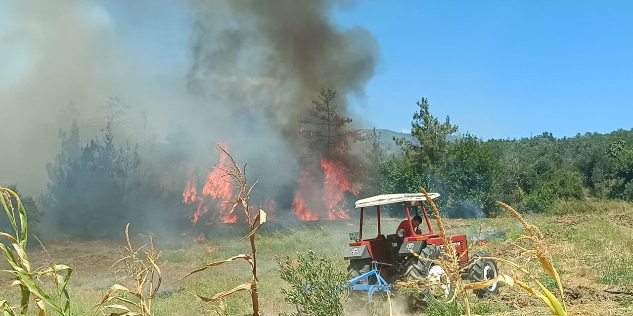 Adana'da Anız Yangını Ormana Sıçradı!