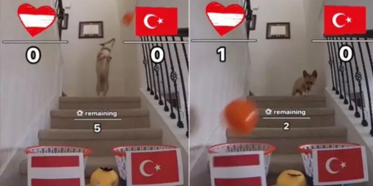 Şampiyonlar Ligi Sonuçlarını Bilen Köpeğe Türkiye-Avusturya Maçı Soruldu: İşte Verdiği Cevap!