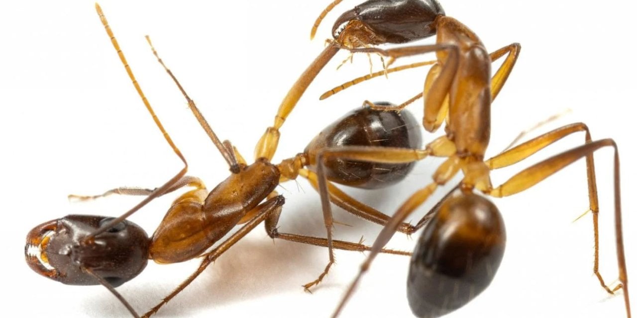 Karıncaların Birbirlerini Ameliyat Ettiği Ortaya Çıktı