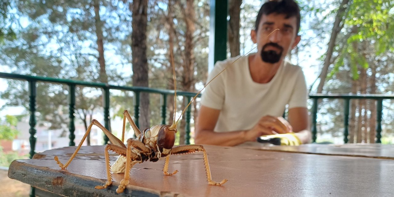 Gören Korkuyor Ama O Tarlaların 25 Cm'lik Gizli kahramanı