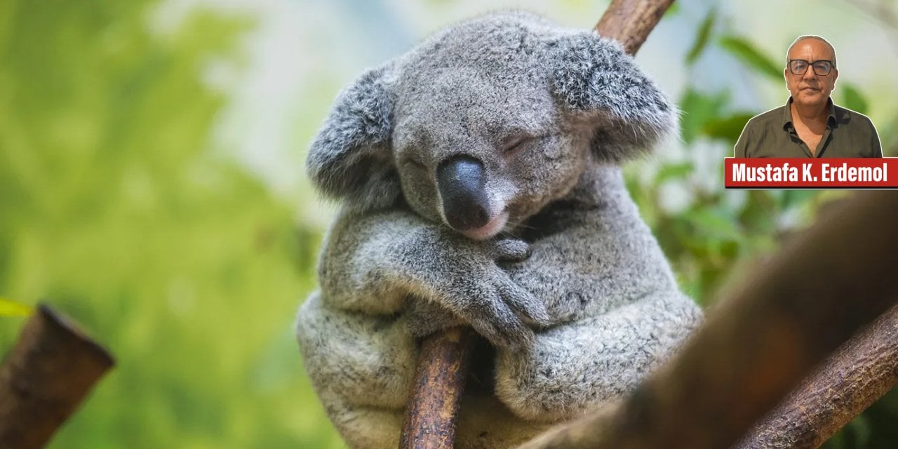 Avustralya Yasakladı: Sarılmak Koalaları Öldürüyor
