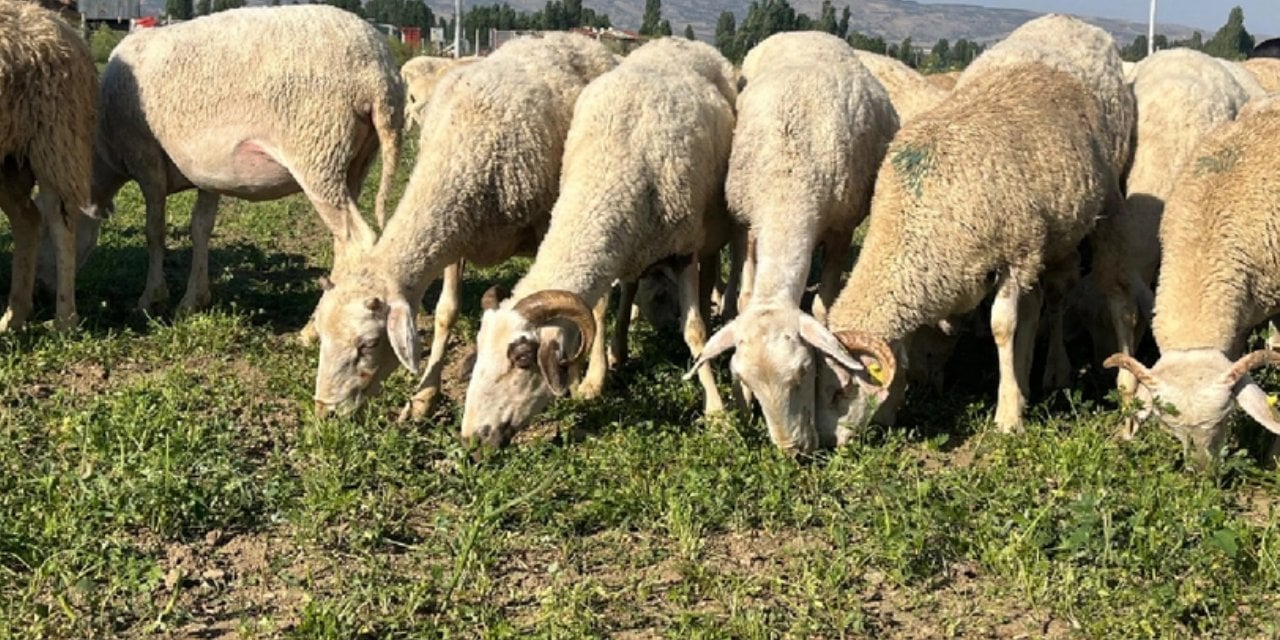 Çiftçi Satamayınca Tonlarca Ürün Tarlada Kaldı: 30 Dönümü Birden Koyunlara Yem Oldu