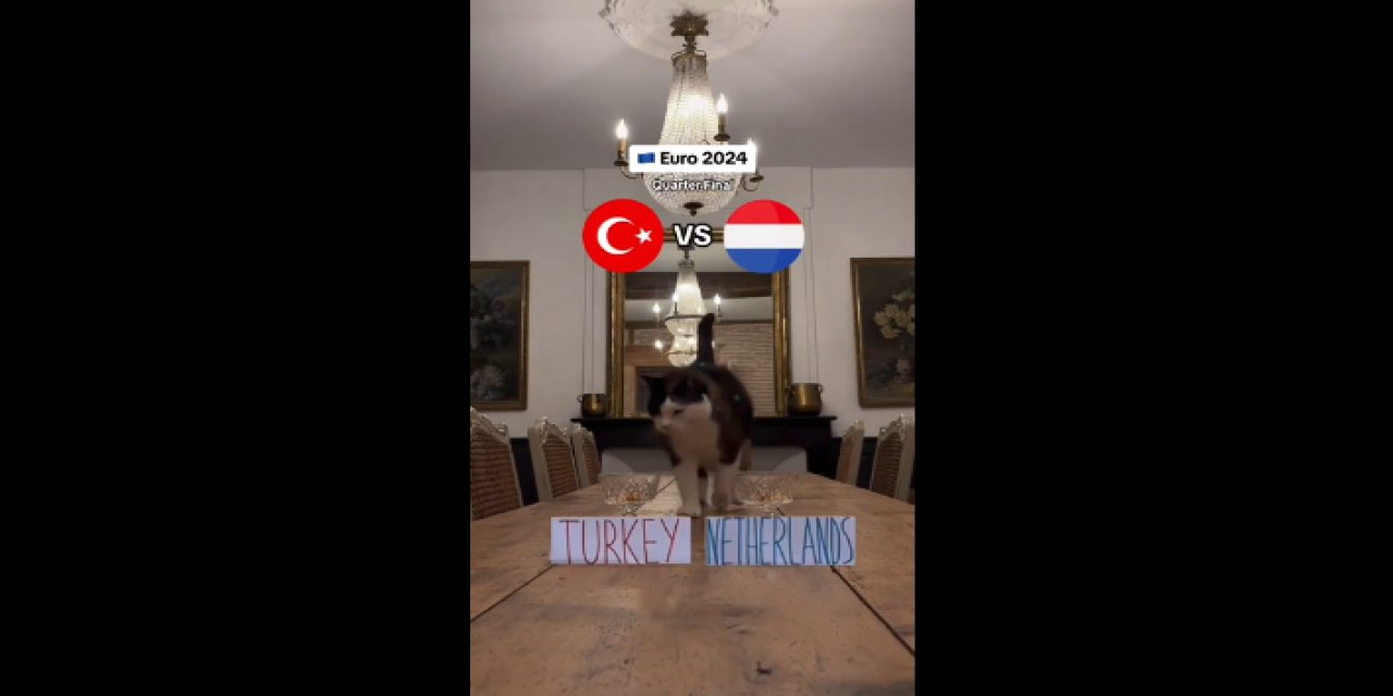 Türkiye-Hollanda Maçına Bir Tahmin De Kediden