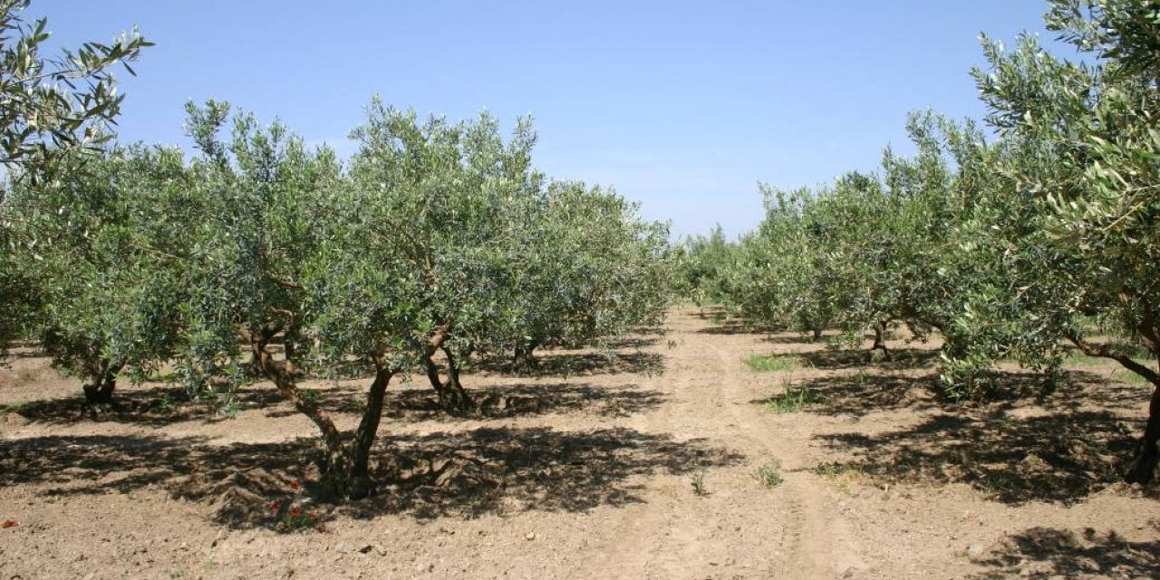 Antalya'da çıkan yangın zeytin ve meyve ağaçlarına zarar verdi.