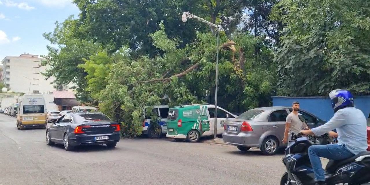 Siirt'te Kuvvetli Rüzgar: Ağaçlar Park Halindeki Araçların Üzerine Devrildi
