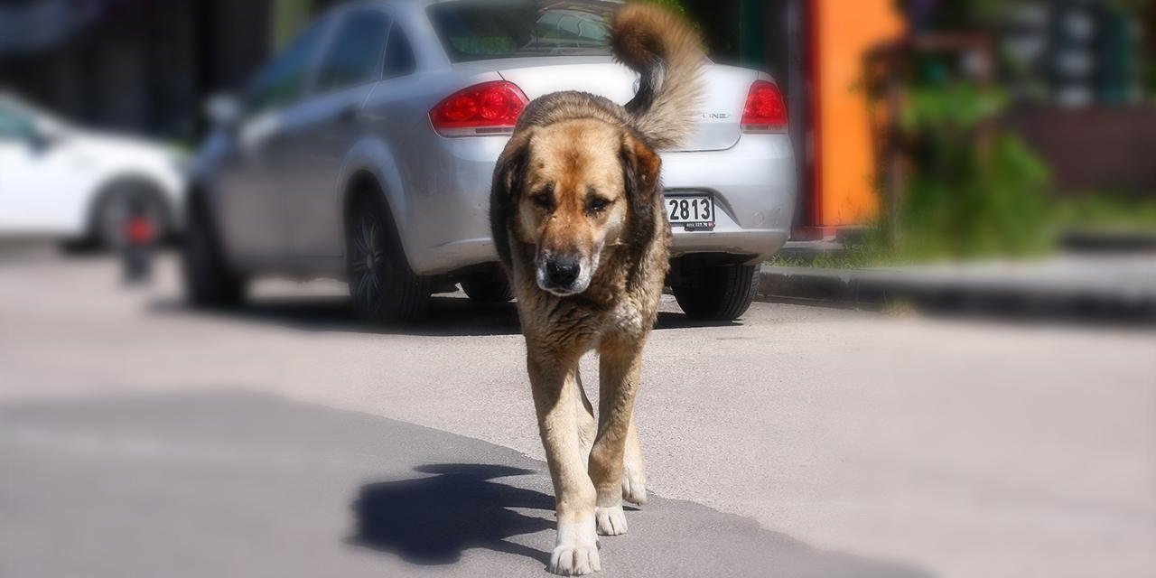 Sokak Köpekleri Düzenlemesi Meclis'te