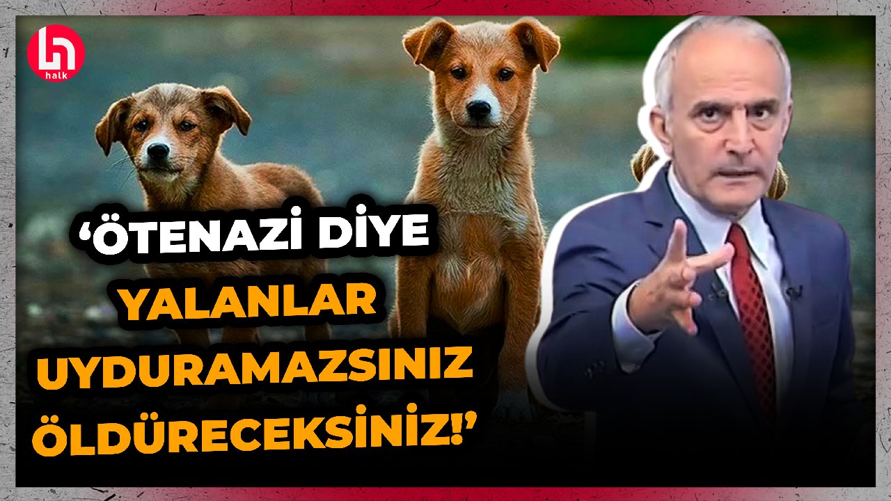 Sokak hayvanlarının katliam yasası Meclis'te! Emin Çapa canlı yayında çıldırdı!