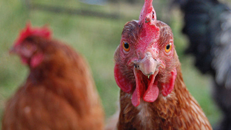 Kümese sızan tilki, tavuklar tarafından öldürüldü! Birlik olup gagalamışlar