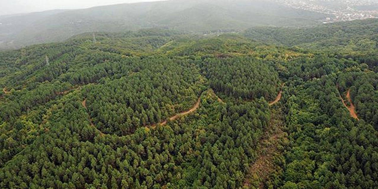 Erdoğan Binlerce Metrekarelik Alanı Orman Sınırı Dışına Çıkardı