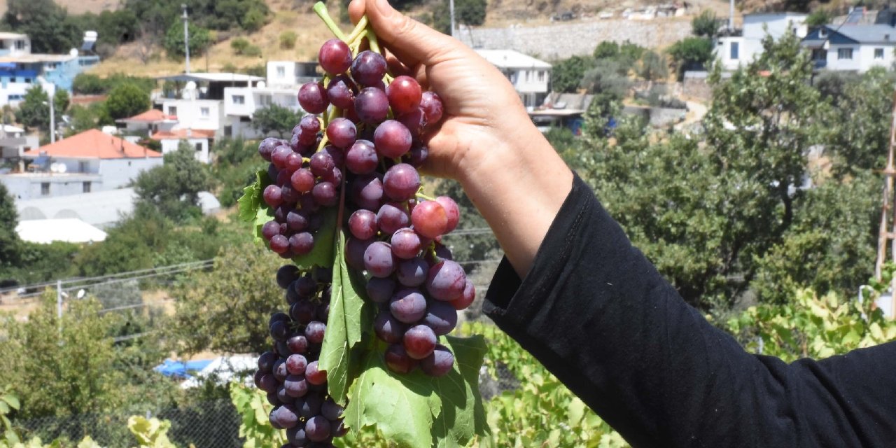 Sıcak Hava Sebebiyle 20 Gün Erken Hasat Başladı