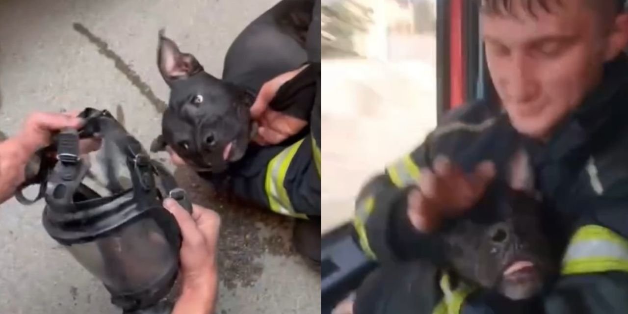 Yangından Etkilenen Köpek Oksijen Maskesiyle Kurtarıldı