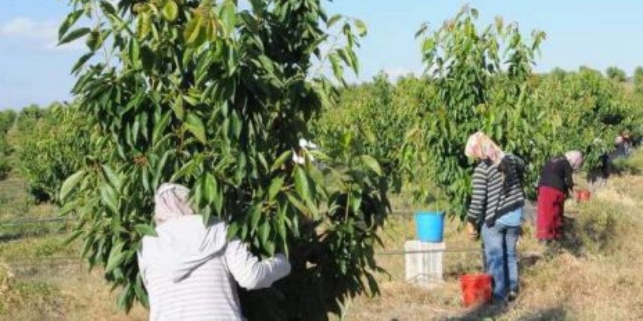 Yunusemre Belediyesi'nde Meyve Hasadı Başladı