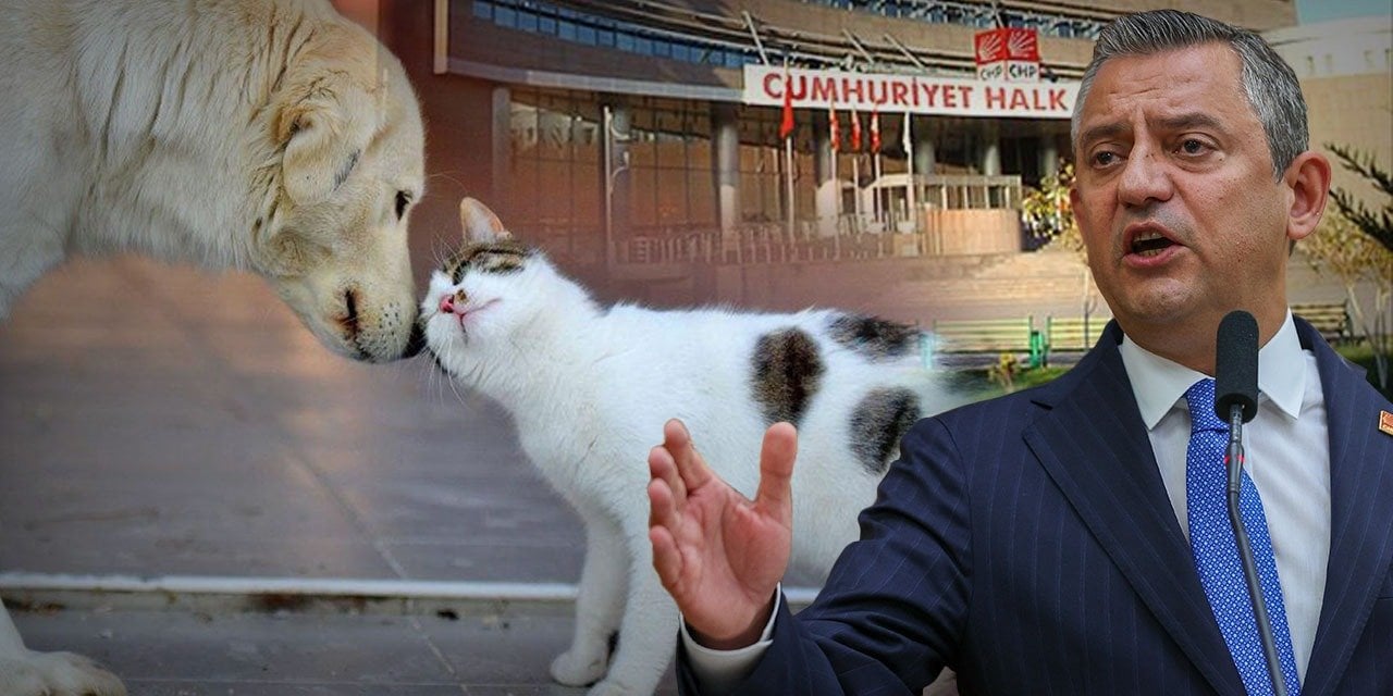 Özgür Özel, CHP'li Belediyelerin Hayvanları Öldürmeyeceğini Açıkladı!