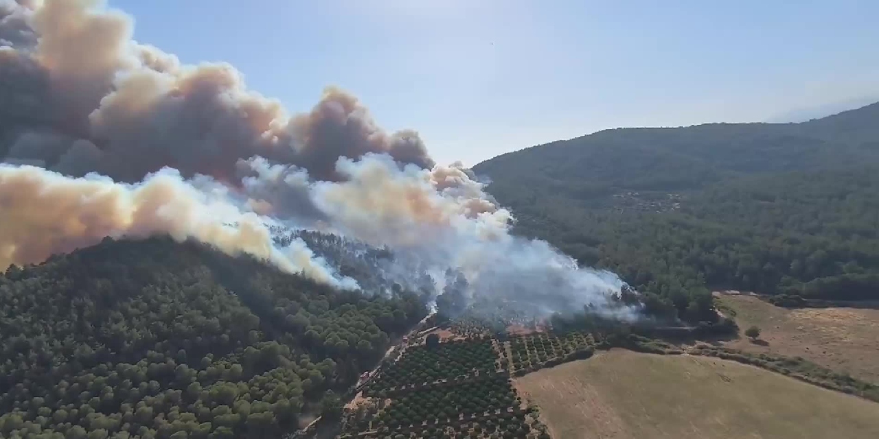 İzmir'de Orman Yangını Çıktı