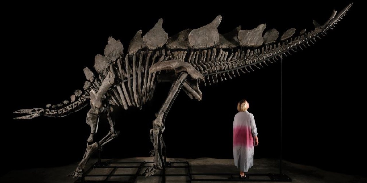 Stegosaurus Fosili Rekor Fiyata Satıldı