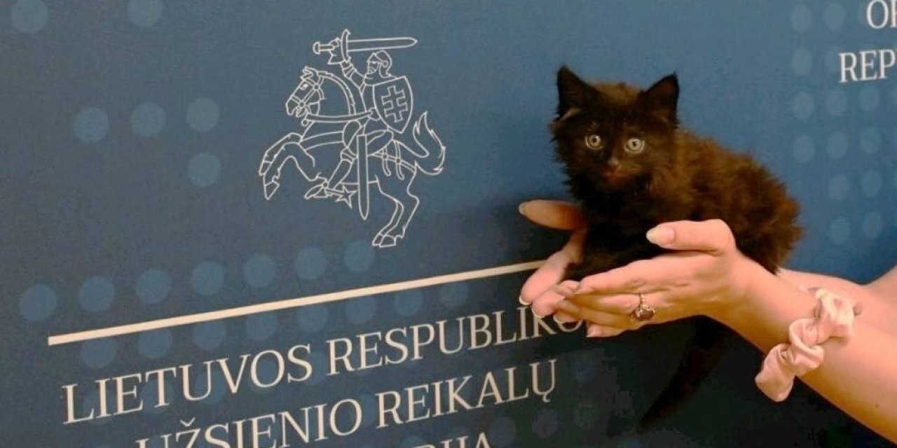 Dışişleri Bakanlığı'na kedi atandı!