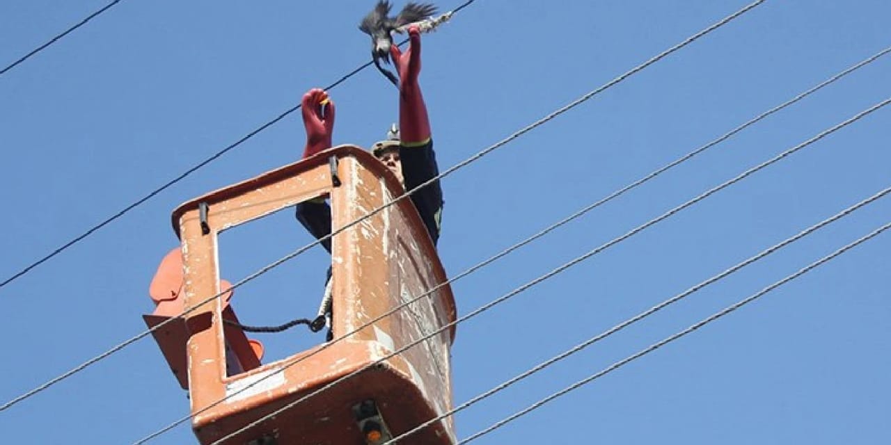 Ayağına ip dolanan karga elektrik tellerine takıldı
