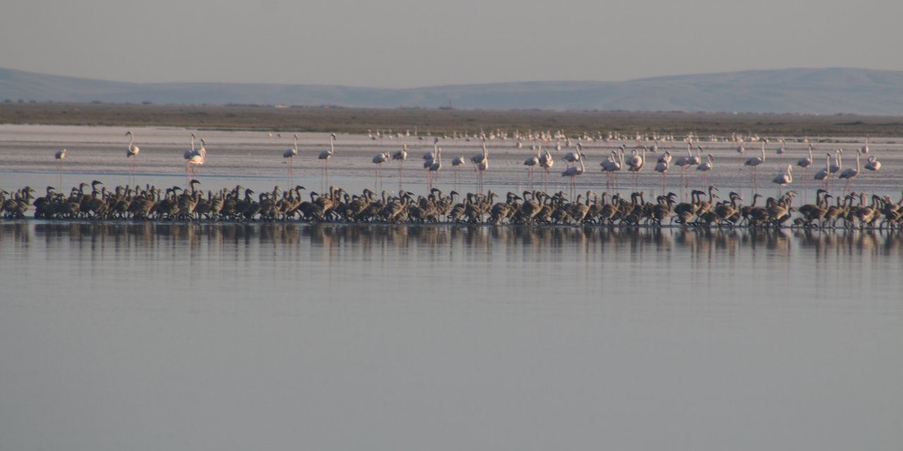 Tuz Gölü'nde 4 bin 300 yavru flamingo yumurtadan çıktı