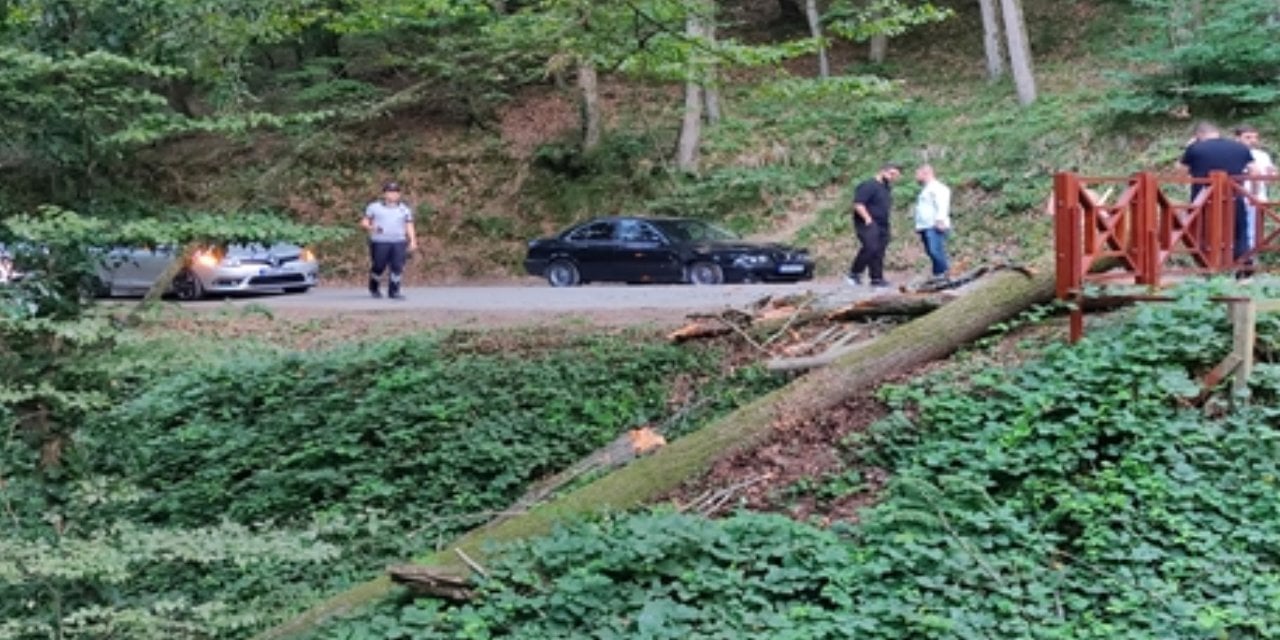 Sarıyer'de 2 otomobilin üzerine ağaç devrildi
