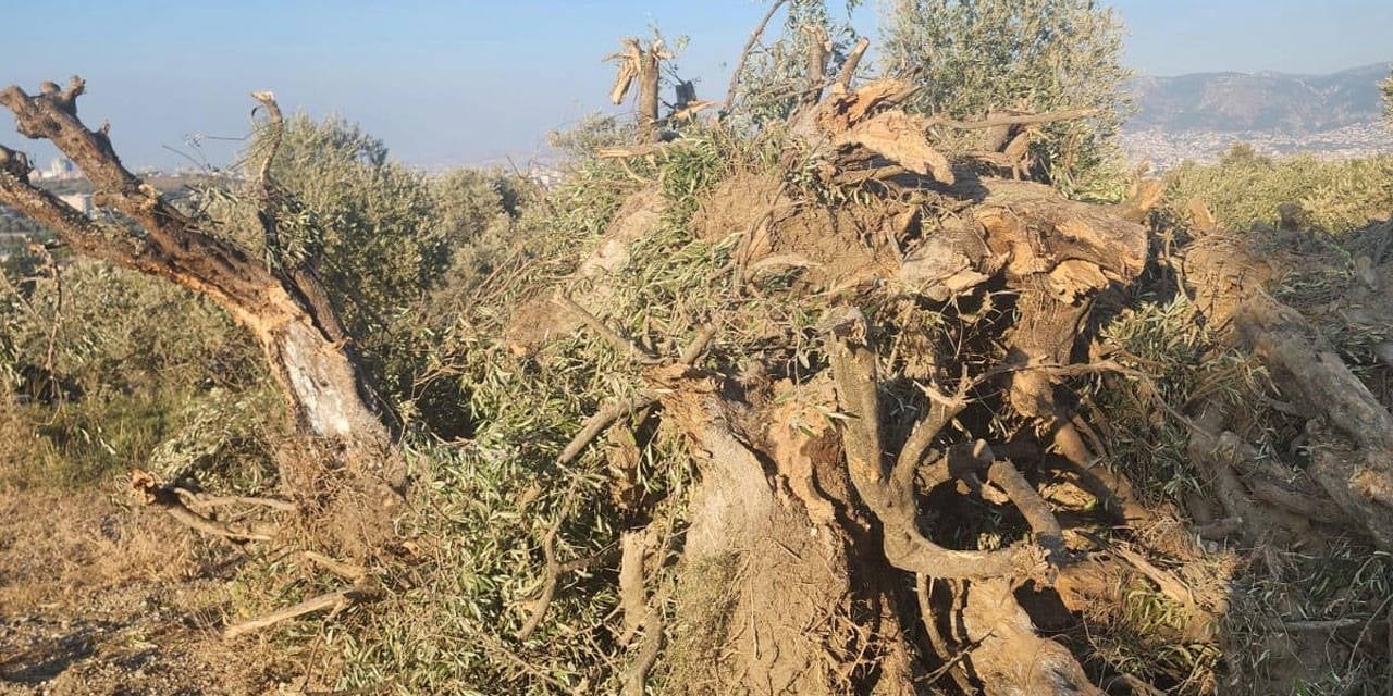 Hatay Ballıöz'de Depremzedenin Tapulu Arazisi Talan Edildi"