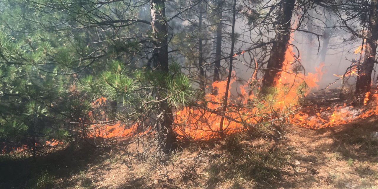 Karabük'te de orman yangını başladı!