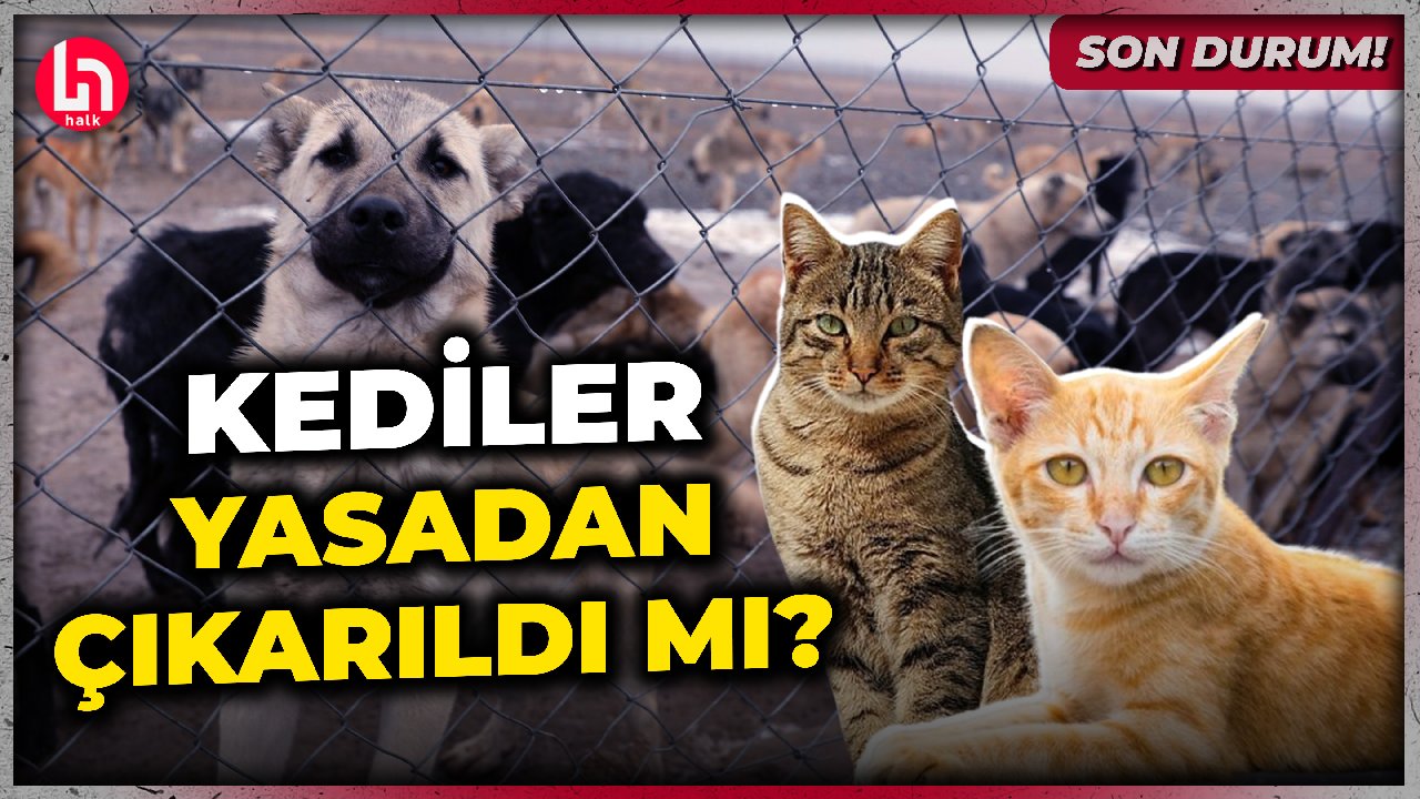 SON DURUM! Kediler yasadan çıkarılıp ''Köpekler'' ibaresi mi eklendi? İşte detaylar!