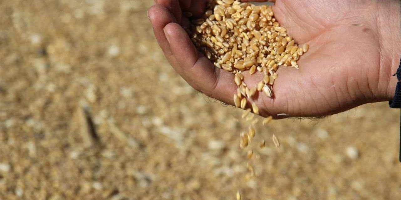 Şanlıurfa'da bu sezon 2 milyon 200 bin ton buğday yetiştirildi