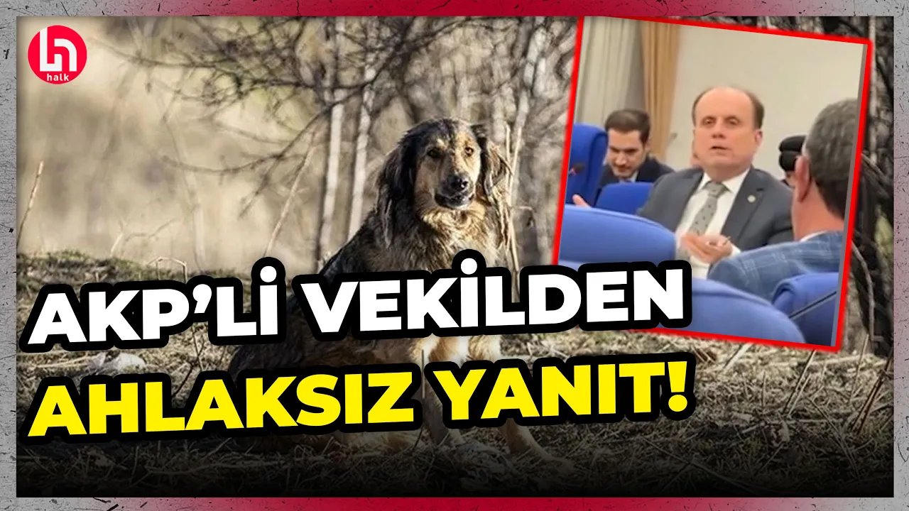 Hayvan katliamına karşı çıkan kadın, telefonla görüştüğü AKP’li isimden utanç verici bir yanıt aldı!