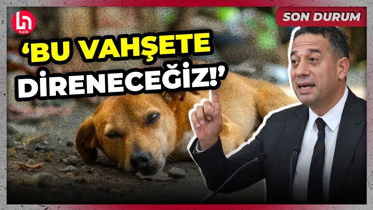 CHP'li Ali Mahir Başarır'dan komisyondan geçen 'Köpek düzenlemesi'ne zehir zemberek sözler!