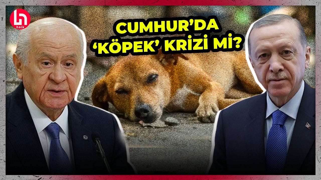 Erdoğan ve Bahçeli arasında 'Köpek krizi' mi? İsmail Saymaz yorumladı...