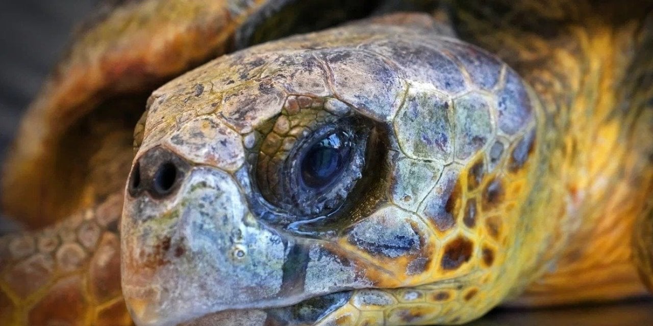 Kıyıya Vuran Caretta Caretta Kurtarıldı: Tedavi Süreci Başladı