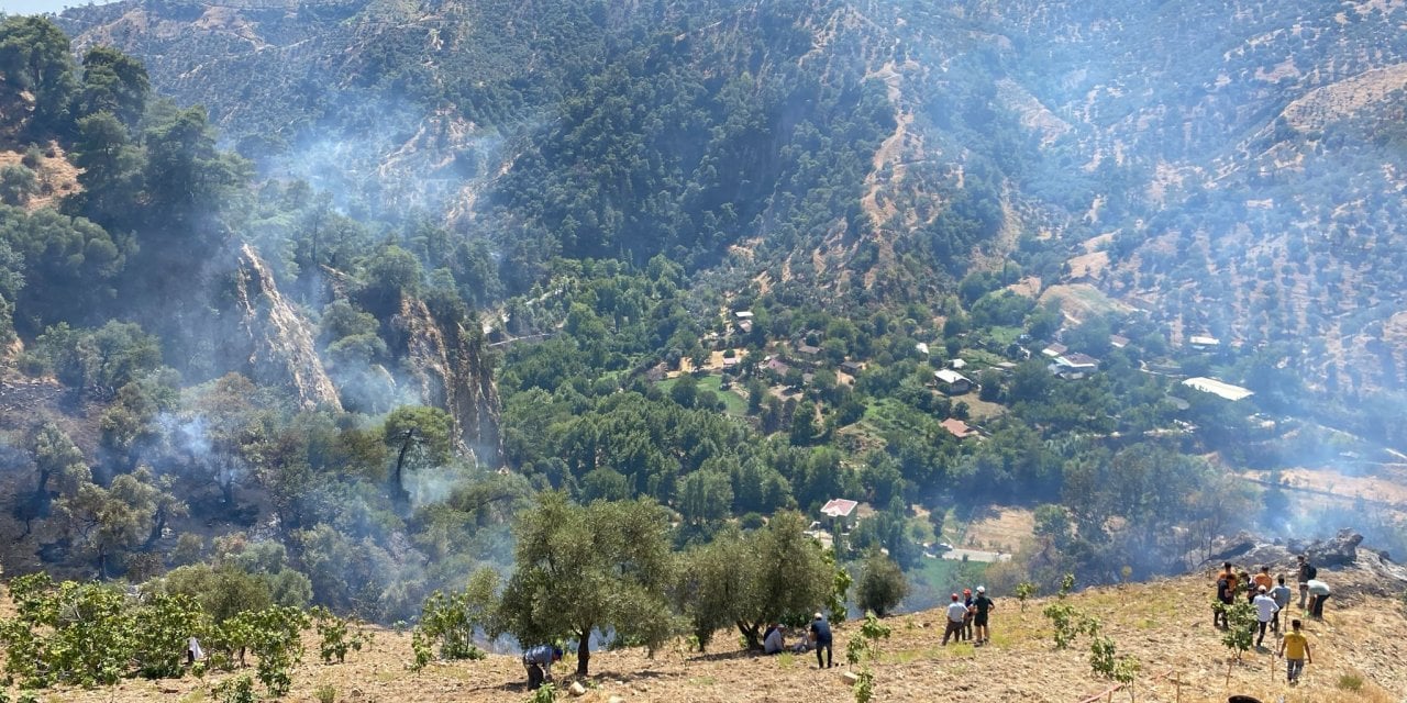 Orman yangını zeytinlikleri küle çevirdi!