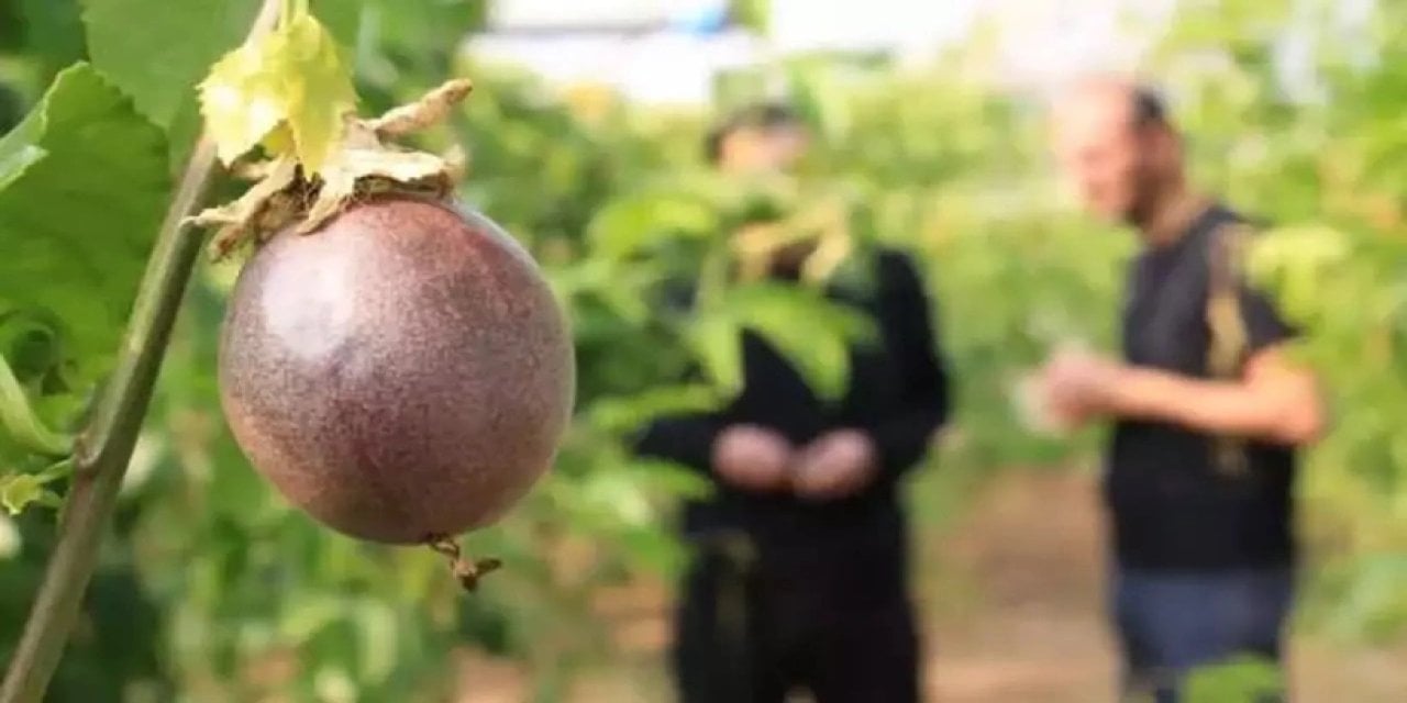 Bu bitkiye sahip olan zengin oluyor: Kilosu dudak uçuklatıyor!