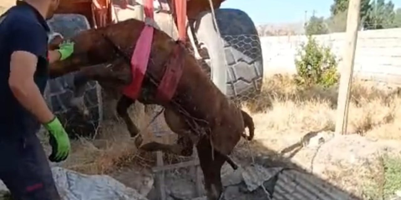 Foseptiğe düşen boğayı itfaiye ekipleri kurtardı