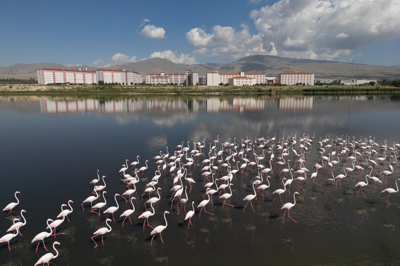 Akkaya Barajı gölü flamingolara ev sahipliği yapıyor