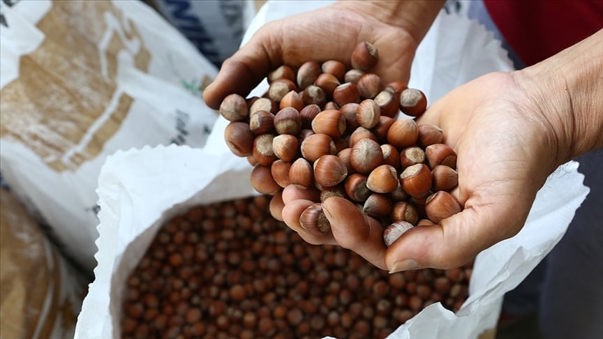 Fındık hasadı böyle yapılır dedirten uygulama