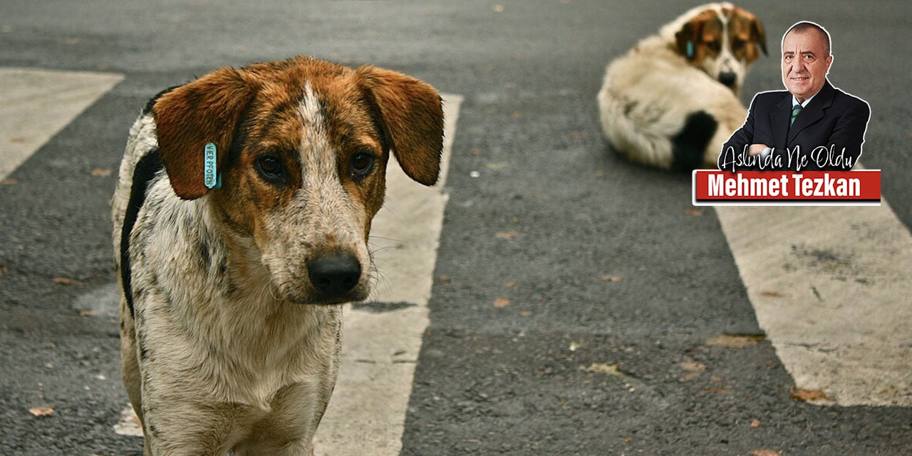 Yasal kabul edildi: Köpekleri öldürecek miyiz?