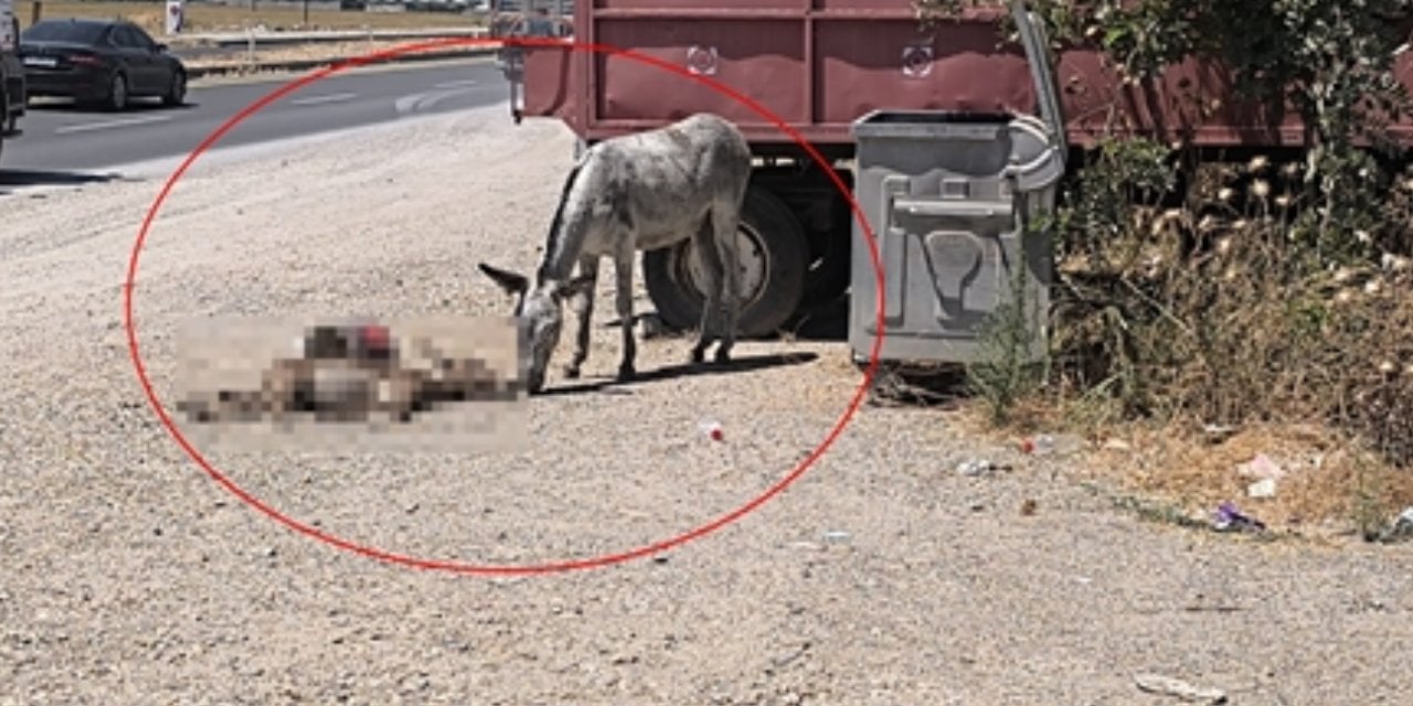 Ölen yavrusunun başından 2 gün boyunca ayrılmadı