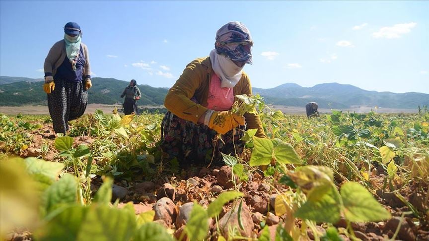 Fiyatı tarlada 60 liraya çıktı: Kılçıksız, parlak ve lezzetli olduğu için tercih ediliyor