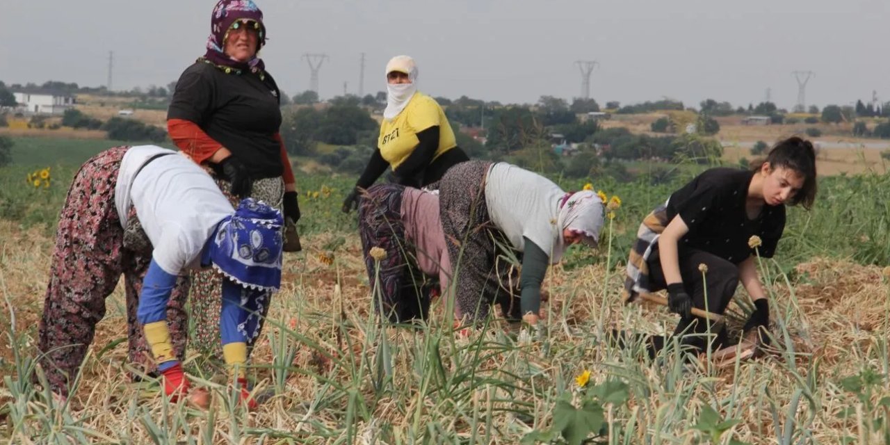 Köylüler eldivenle 8 saatte topluyor! Dikeni bile yeniyor