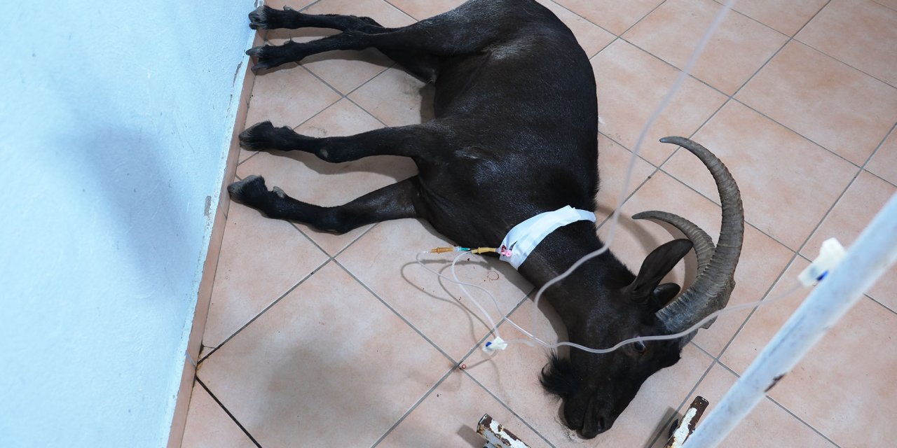 Yaralı bulunan dağ keçisi tedaviye alındı