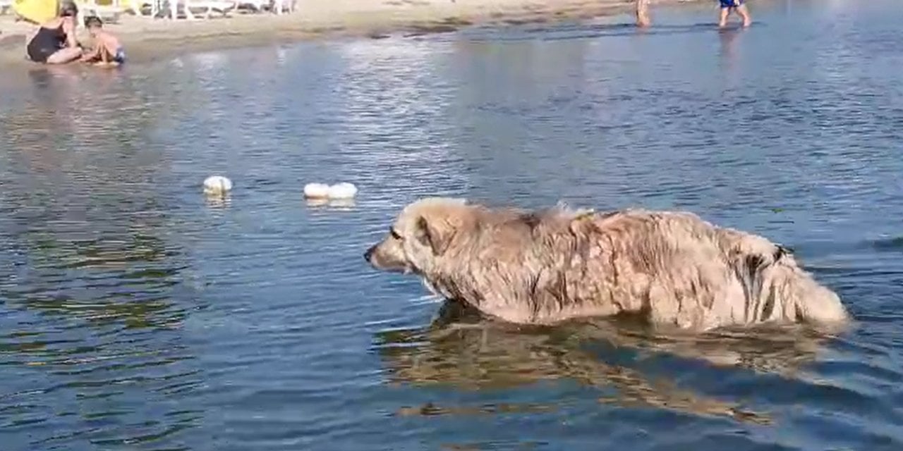 Sokağa terk edildi, mahallenin maskotu oldu... Şimdi ise evleri koruyor