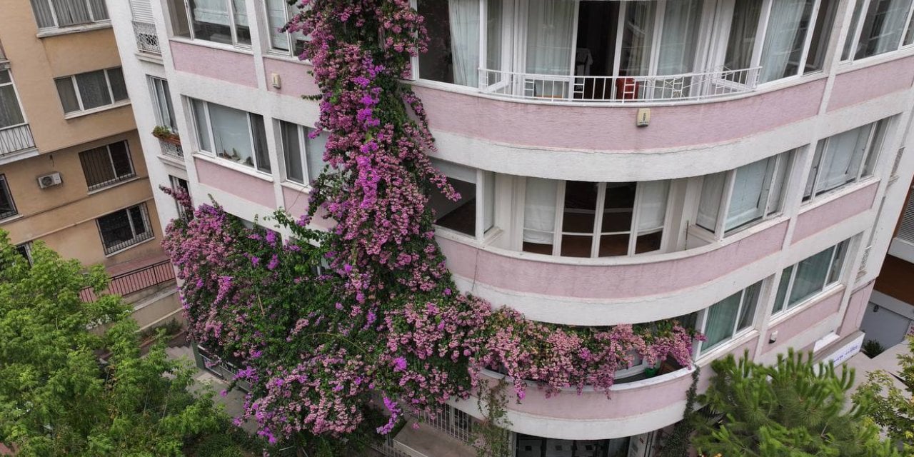 Nişantaşı'nın gözde apartmanı! Her şey bir fidanla başladı