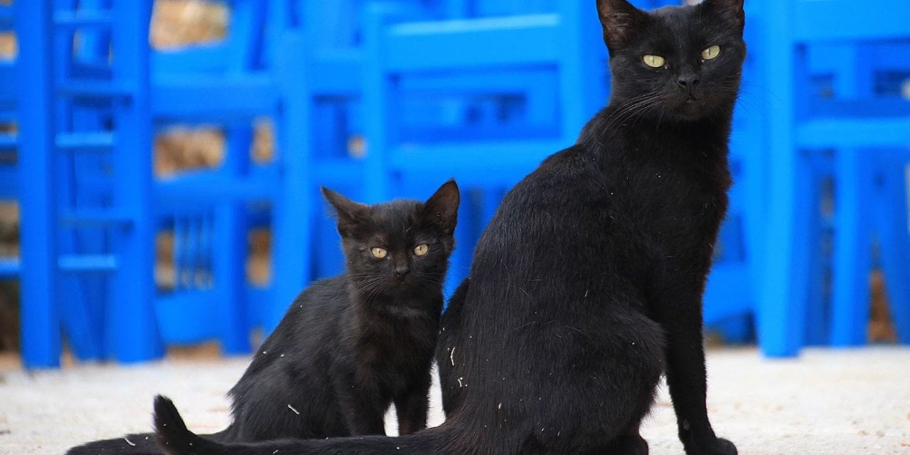 O bir kahraman: Küçük kara kedi, kadının hayatını kurtardı