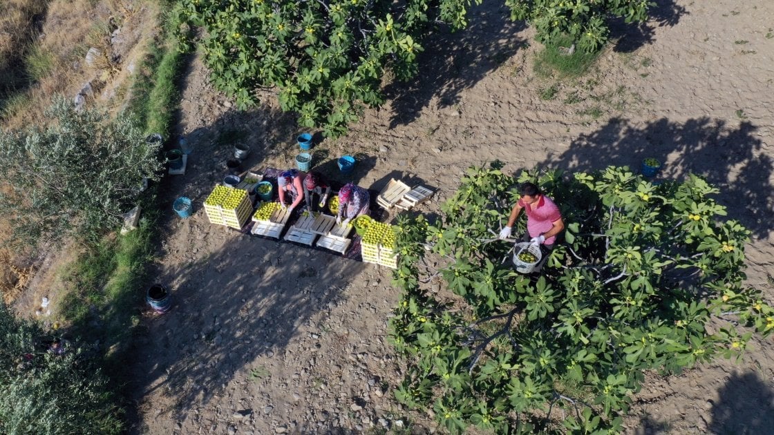 Hasat edilen ürünlerden en çok o kazandırdı: Tarlada 40 TL'den, manavda 200 TL'den satılıyor