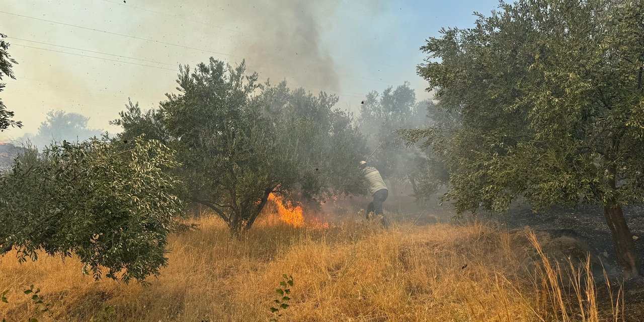 Aydın Germencik'te orman yangını: Müdahale ediliyor