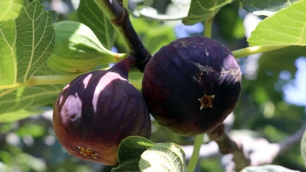 Siyah incir hasadı başladı. Bu yıl fiyatları adeta cep yakıyor