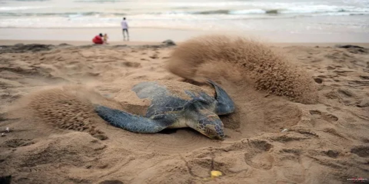 Saros'ta caretta caretta yuvası, korumaya alındı